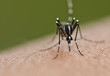 Mosquito sucking blood