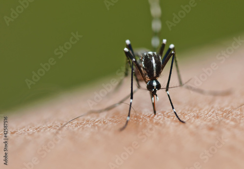 Photo: Mosquito sucking blood Mosquito sucking blood
