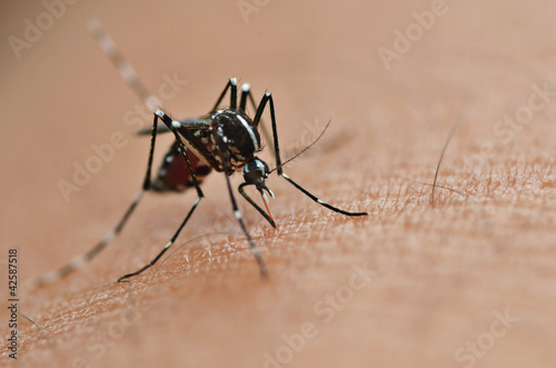 Photo: Mosquito Bite Mosquito Bite