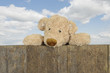 teddy looking from above a wooden fence