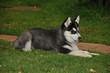 Siberian Husky Welpe