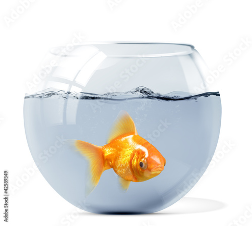 Illustration: goldfish goldfish