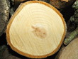 Foto: holz holz