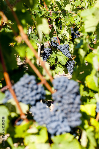 Photo: blue grape in Bordeaux Region, Aquitaine, France blue grape in Bordeaux Region, Aquitaine, France