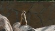meerkat sitting on a log