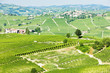 vineyars near Barolo, Piedmont, Italy