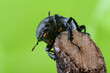 Foto: hirschkäfer weibchen 2 hirschkäfer weibchen 2