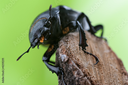 Foto: hirschkäfer weibchen 3 hirschkäfer weibchen 3