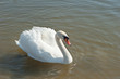white swan