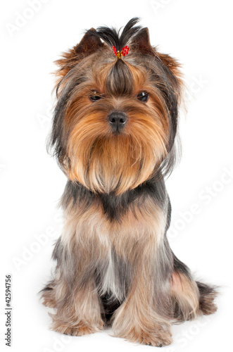 Photo: Yorkshire Terrier Yorkshire Terrier