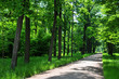 Promenade en forêt