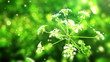 Flower on green folliage background