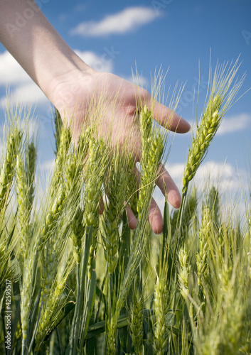 Foto: hand in a wheat field hand in a wheat field