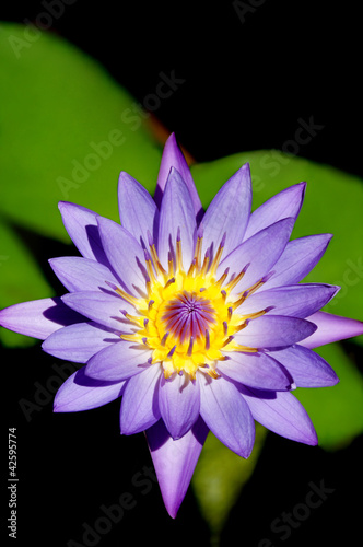 Photo: Day Water Lily Day Water Lily
