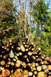 Brennholz in einem Wald