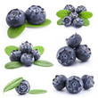 Collection of Blueberries isolated on white background