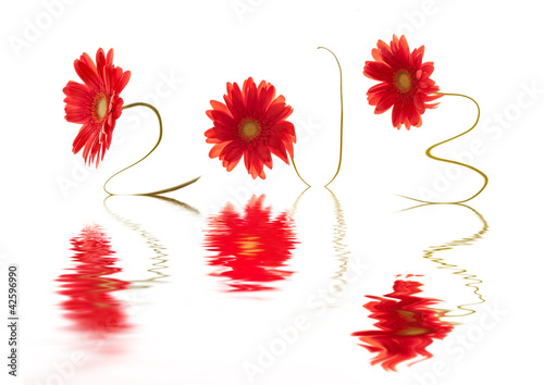 Illustration: 2013 gerberas rouges 2013 gerberas rouges