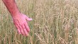 Video: Field of Dreams Field of Dreams