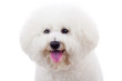 bichon frise puppy dog
