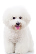 Photo: seated bichon frise puppy dog seated bichon frise puppy dog