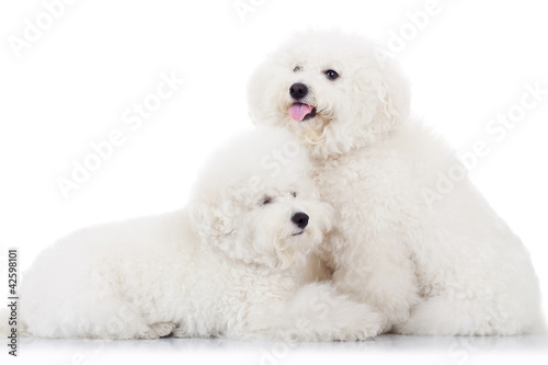 Photo: pair of adorable bichon frise puppy dogs pair of adorable bichon frise puppy dogs