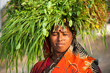 Indian villager woman carrying green grass