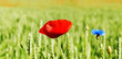 Weed flowers on the land.