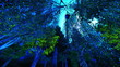 Video: Primeval forest Primeval forest