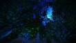 Video: Primeval forest Primeval forest