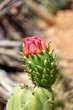 Kaktusblüte