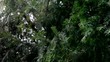 Eiben im Wind