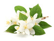 Foto: Flowers of jasmine Flowers of jasmine