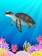 Sea Life background