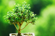 bonsai