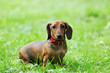 dachshund