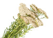 Yarrow herb isolated