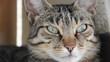 Katzen
