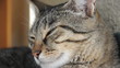 Katzen