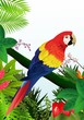Macaw bird in the tropical forest