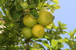 Alcudia Altstadt Orangenbaum
