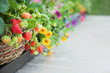 Greenhouse strawberry plant and flowers - focus on strawberries