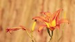 lilly