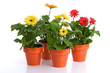 Gerbera daisies in flower pots isolated on white