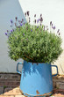 Foto: echter lavendel echter lavendel
