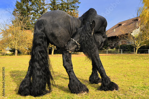 Photo: Friesian black horse Friesian black horse