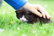 Newborn kitten in a child hand on grass