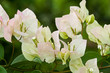 a bunch of bougainvillea