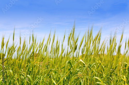 Photo: Balearic green wheat field in Formentera island Balearic green wheat field in Formentera island