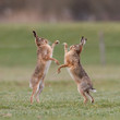 boxing hares