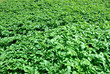 Foto: Kartoffelfeld Kartoffelfeld